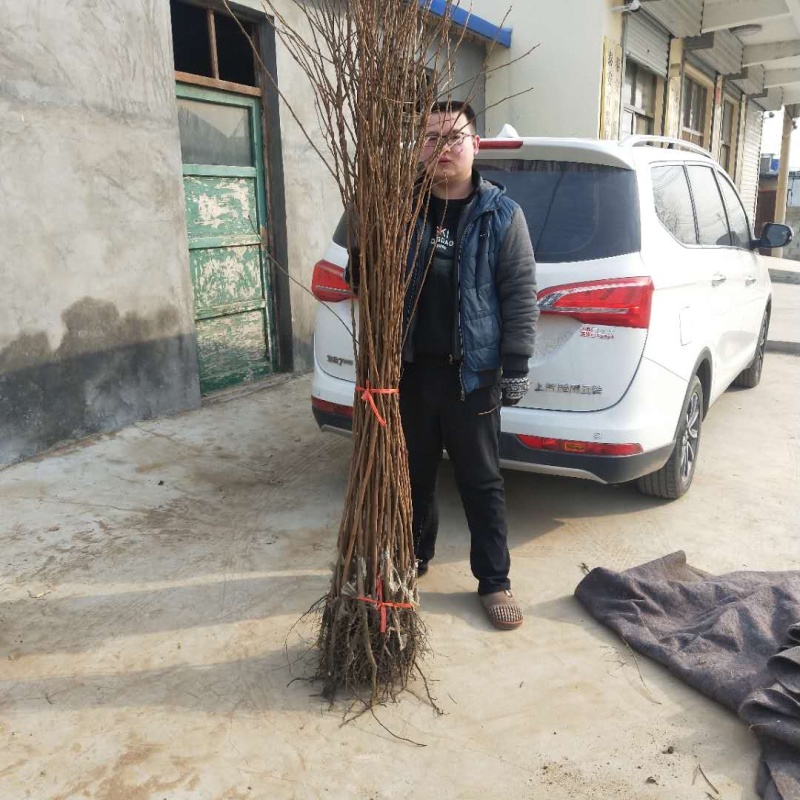 【精选】柿子树苗山东柿子树苗产地直销根系发达成活率高