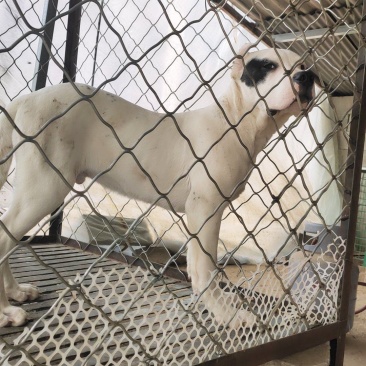 纯种杜高犬，狩猎犬，野猪的克星，猎犬，品种齐全，全国包邮