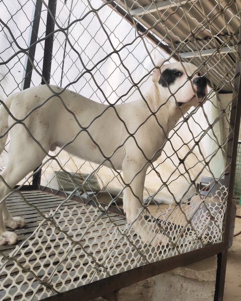 纯种杜高犬，狩猎犬，野猪的克星，猎犬，品种齐全，全国包邮