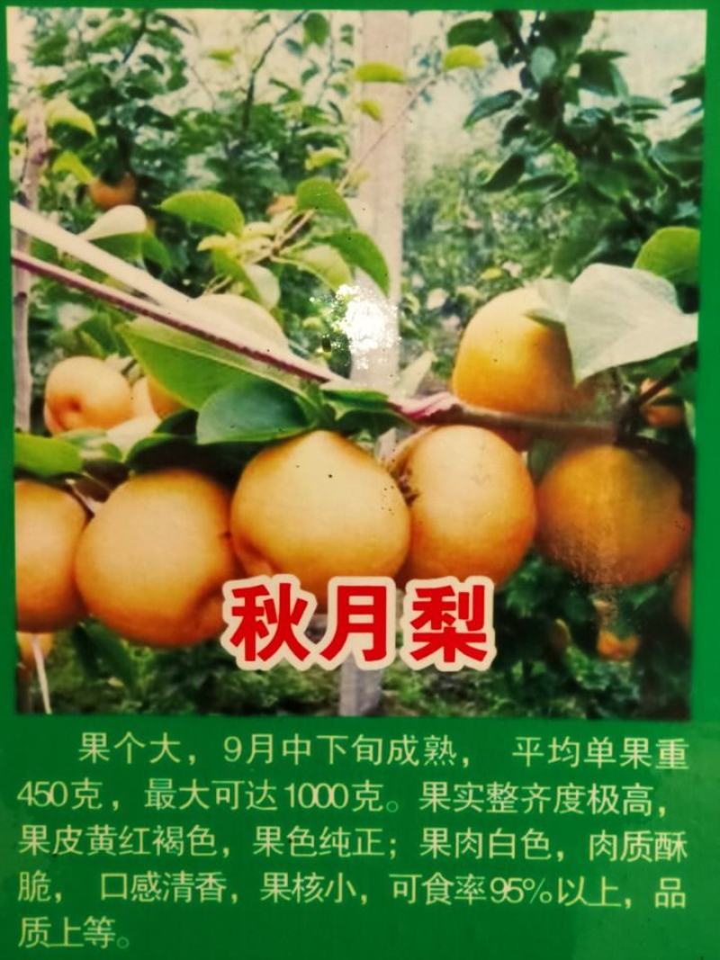 秋月梨树苗1年口感好产量高