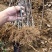 蛇果苹果树苗100cm以上
