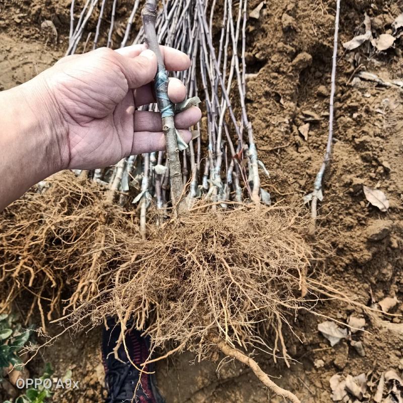 蛇果苹果树苗100cm以上