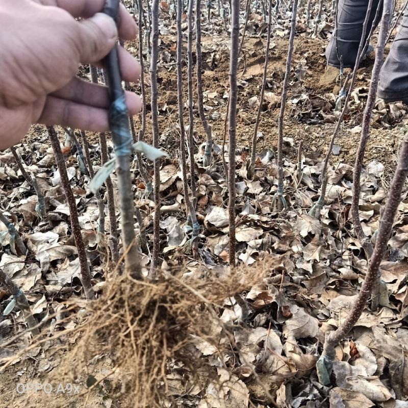 蛇果苹果树苗100cm以上