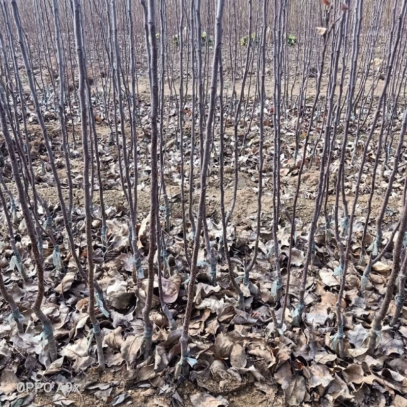 蛇果苹果树苗100cm以上