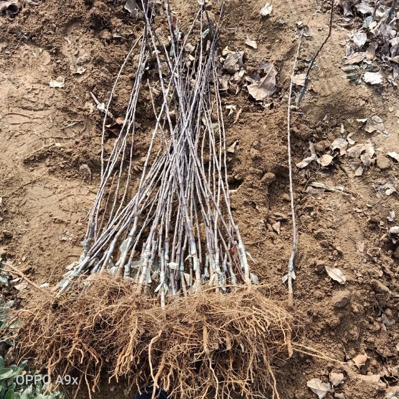 蛇果苹果树苗100cm以上