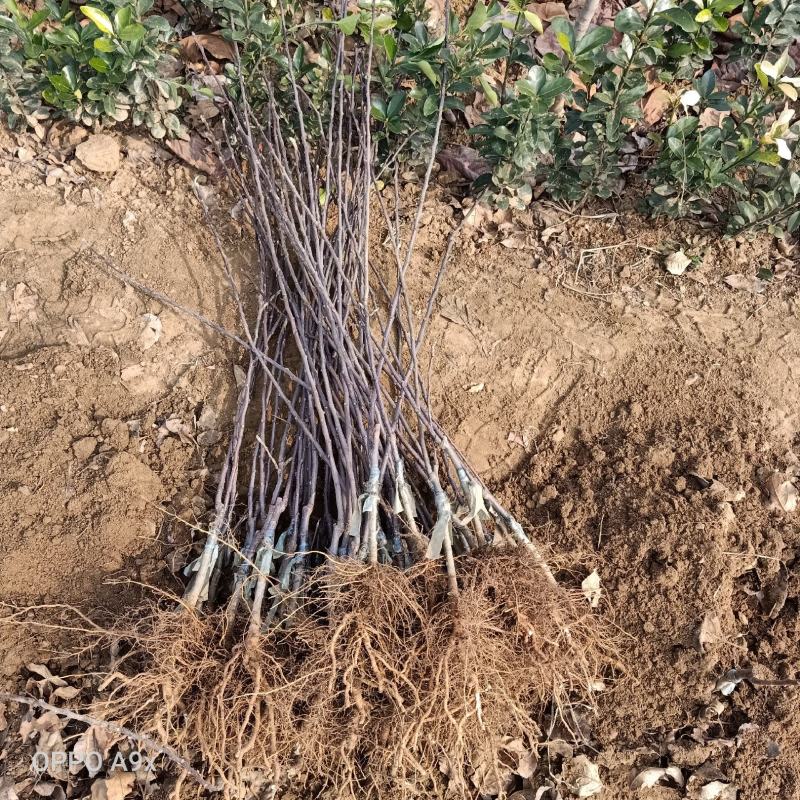 蛇果苹果树苗100cm以上