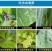 阿维灭蝇胺美洲斑潜杀虫剂地图虫潜叶蛾鬼画符专用杀虫剂