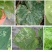 阿维灭蝇胺美洲斑潜杀虫剂地图虫潜叶蛾鬼画符专用杀虫剂