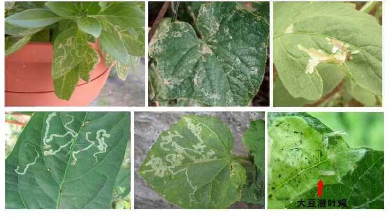 阿维灭蝇胺美洲斑潜杀虫剂地图虫潜叶蛾鬼画符专用杀虫剂