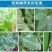 阿维灭蝇胺美洲斑潜杀虫剂地图虫潜叶蛾鬼画符专用杀虫剂