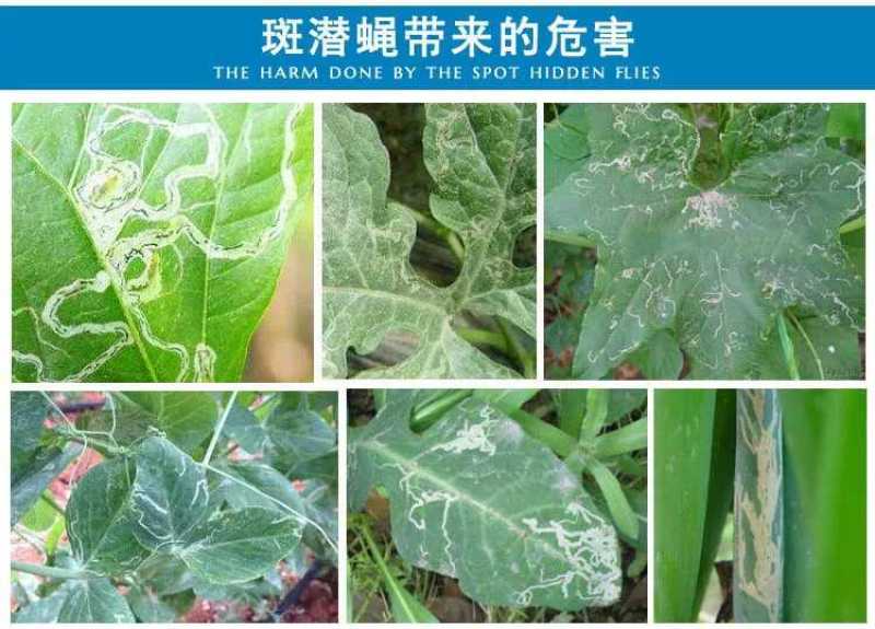 阿维灭蝇胺美洲斑潜杀虫剂地图虫潜叶蛾鬼画符专用杀虫剂