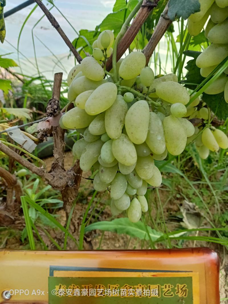 金手指葡萄苗30~50cm2年