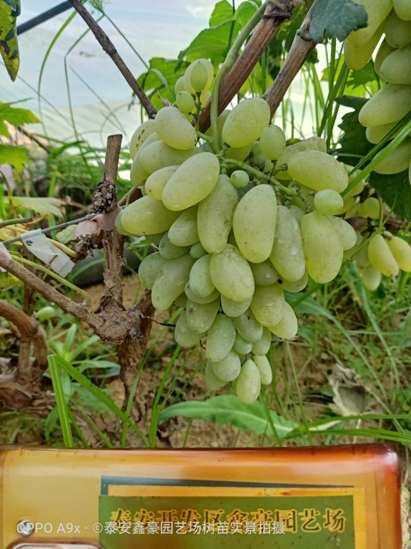 金手指葡萄苗30~50cm2年
