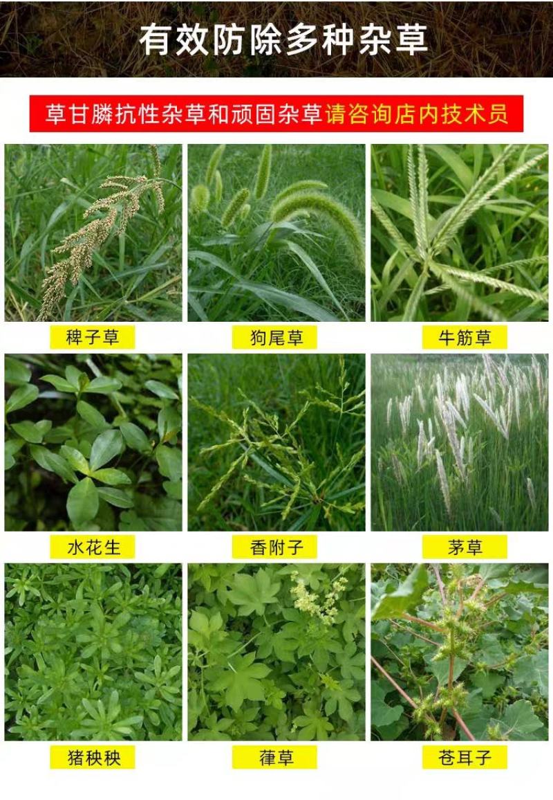 露朗草铵磷进口除草剂草铵膦灭生性烂根果园蔬菜地除草剂