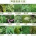 甘蓝花菜包菜苗后除草剂花椰菜绿甘蓝专用型苗后除草禾阔双除