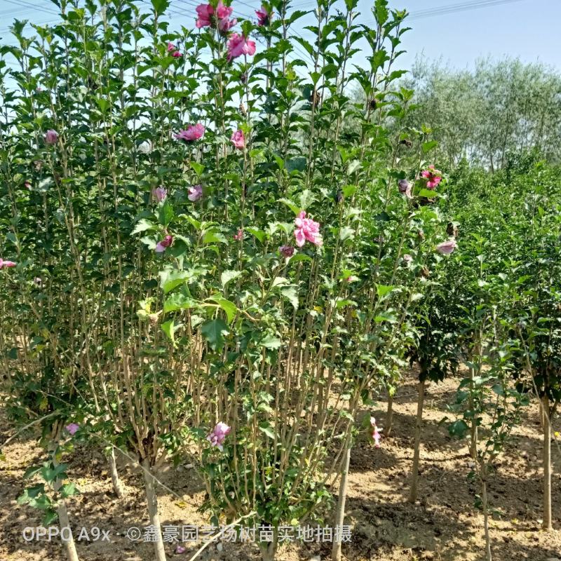 山东红花木槿树2~4cm小区绿化花灌木