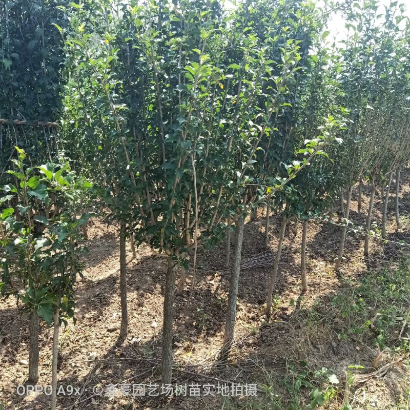 山东红花木槿树2~4cm小区绿化花灌木