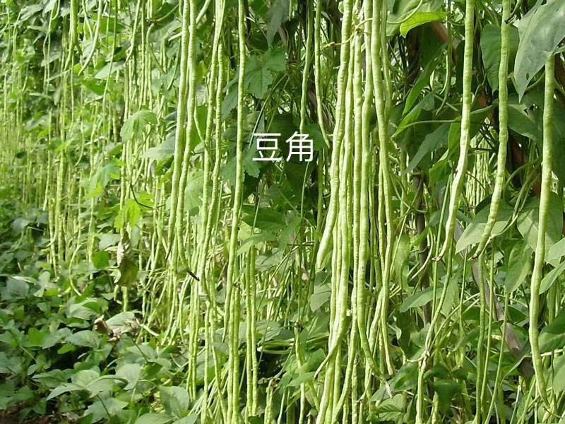 科大奥欣70%硫磺.锰锌豆类豆角豇豆专用杀菌剂