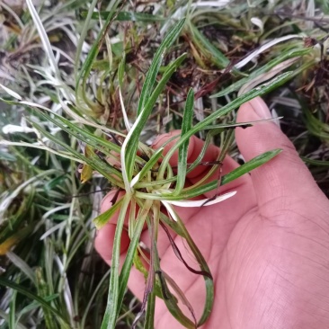 天青地白草火草，色青，新货，包邮