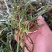 天青地白草火草，色青，新货，包邮