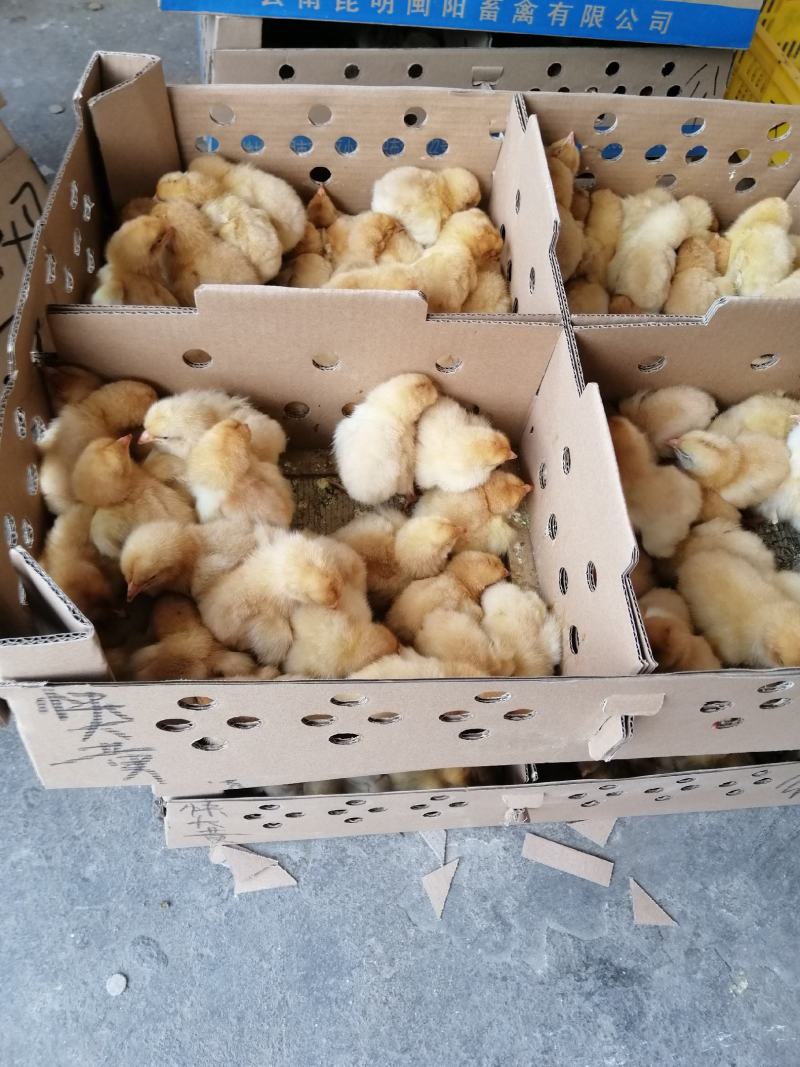 快大黄鸡苗厂家直销包疫苗成活