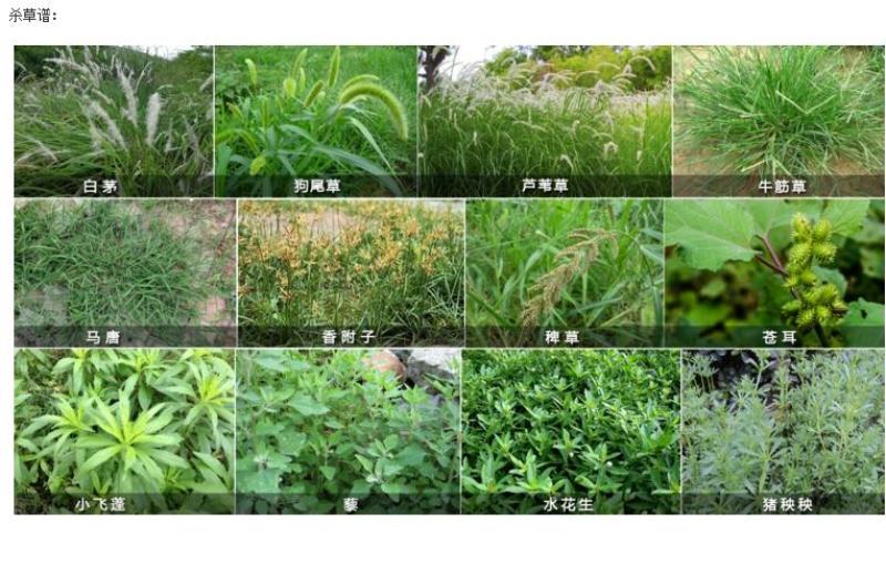 侨昌化学亿尔剑20%草铵膦草铵磷草安磷除草剂正品新货