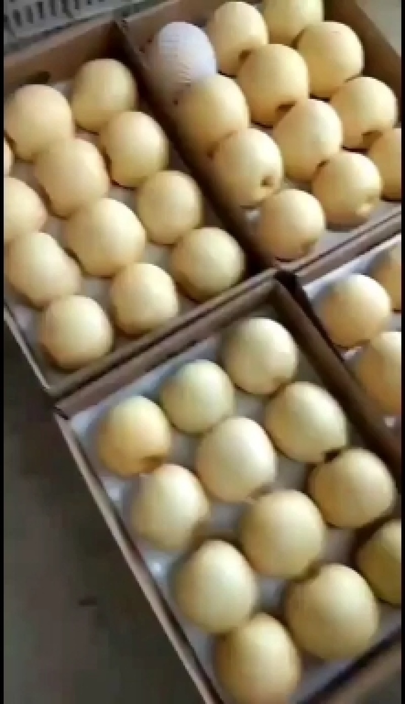 黄金梨大量出，自家种植量大糖度13以上博望坡黄金梨