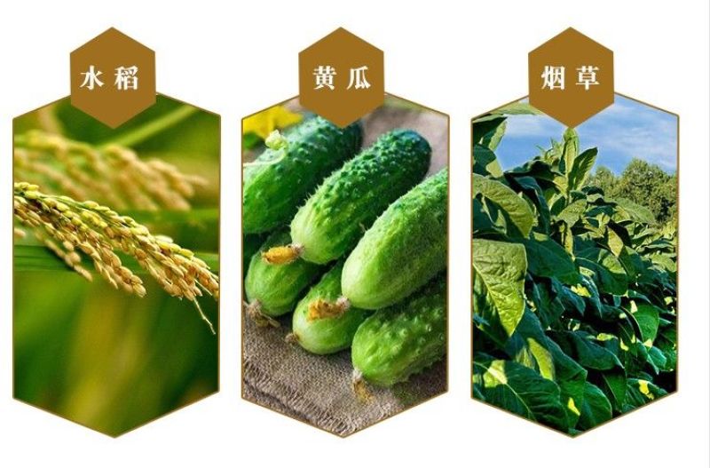 海纳代森锌蓝粉80%补锌纯蓝色炭疽病叶斑病早疫病杀菌剂