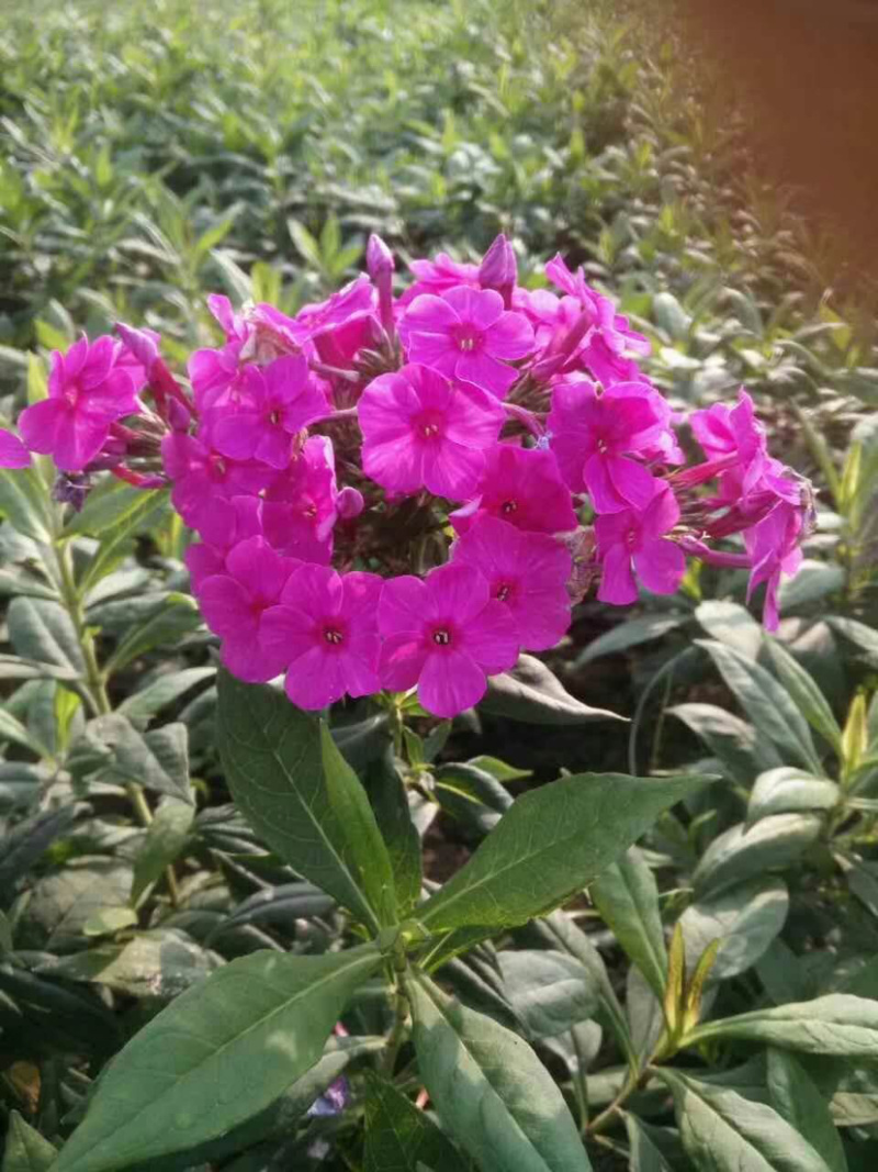 福禄考。各种颜色的裸根。