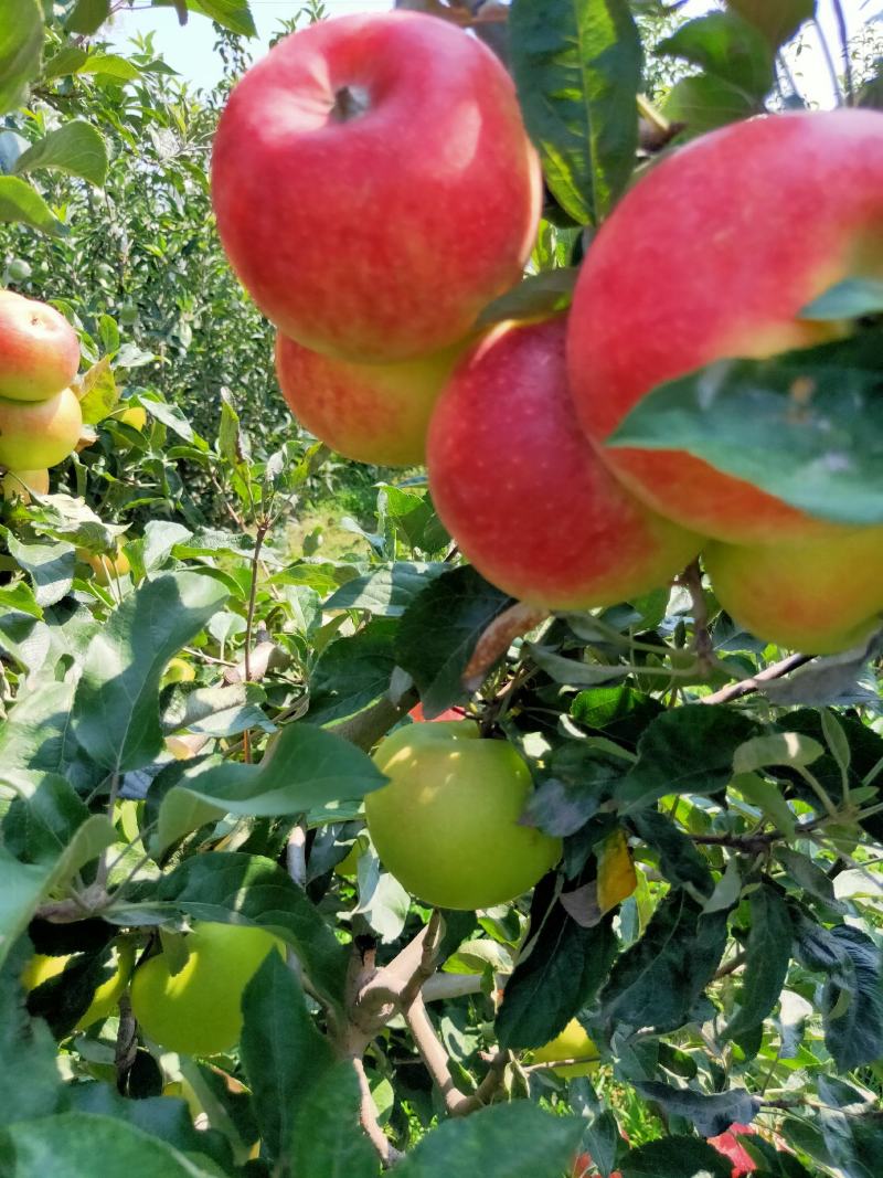 优质早熟苹果持续热卖中