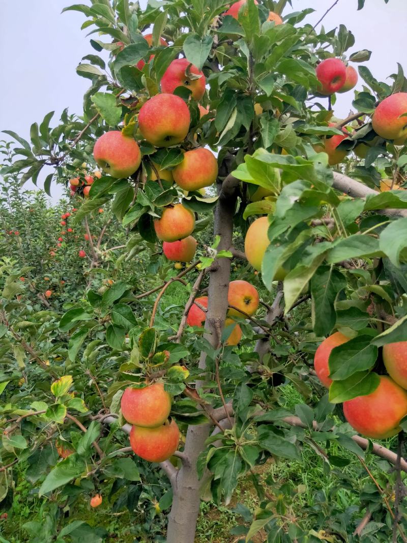 优质早熟苹果持续热卖中