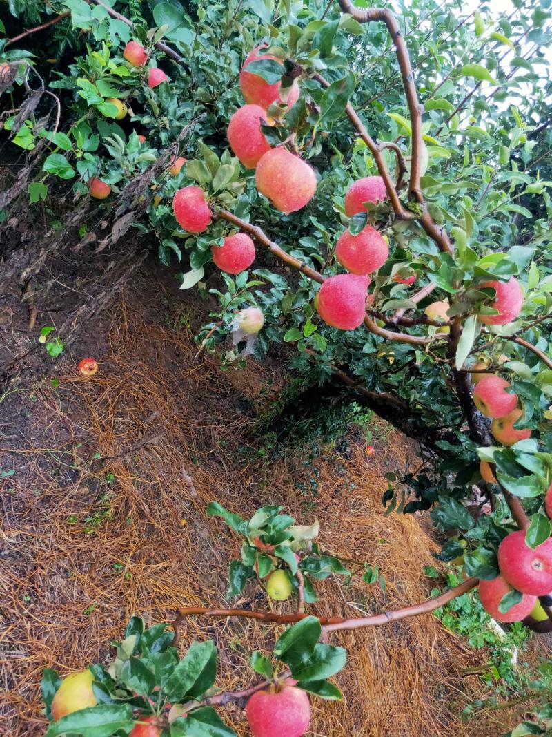 优质早熟苹果持续热卖中