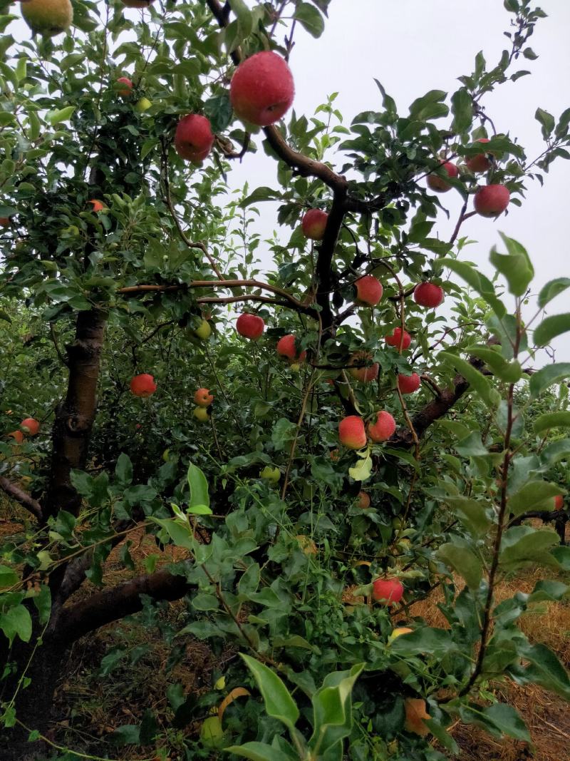 优质早熟苹果持续热卖中