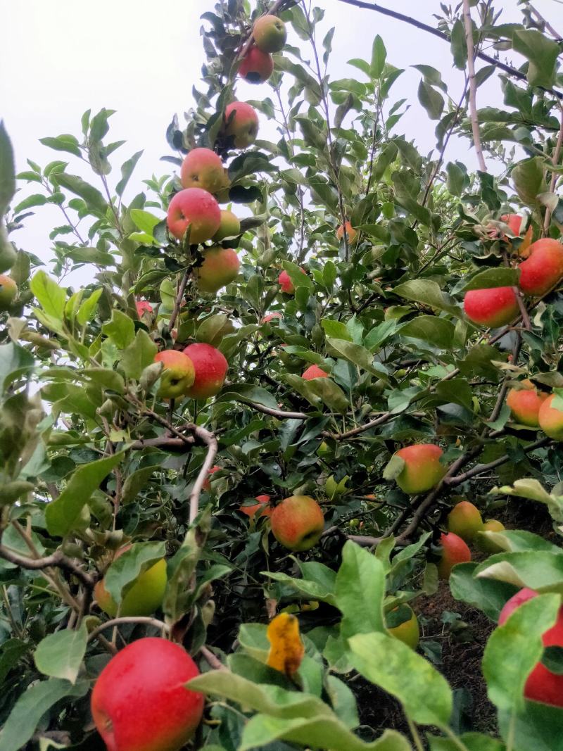 优质早熟苹果持续热卖中