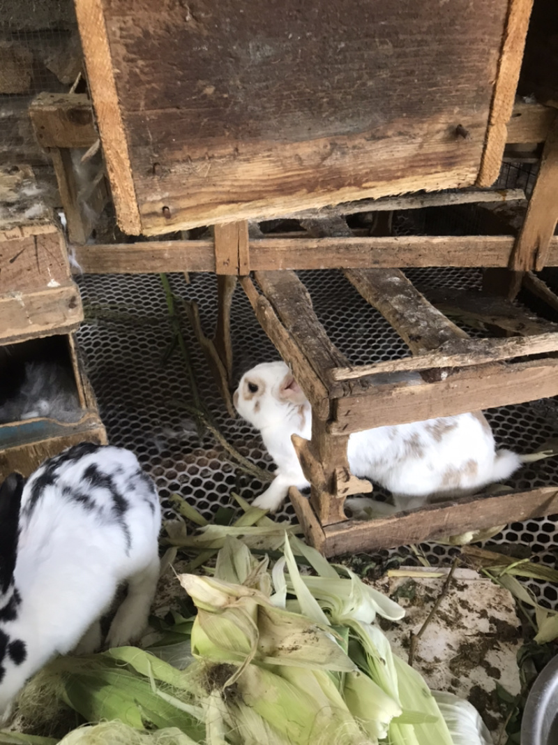 成年兔肉兔獭兔宠物兔