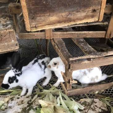 成年兔肉兔獭兔宠物兔