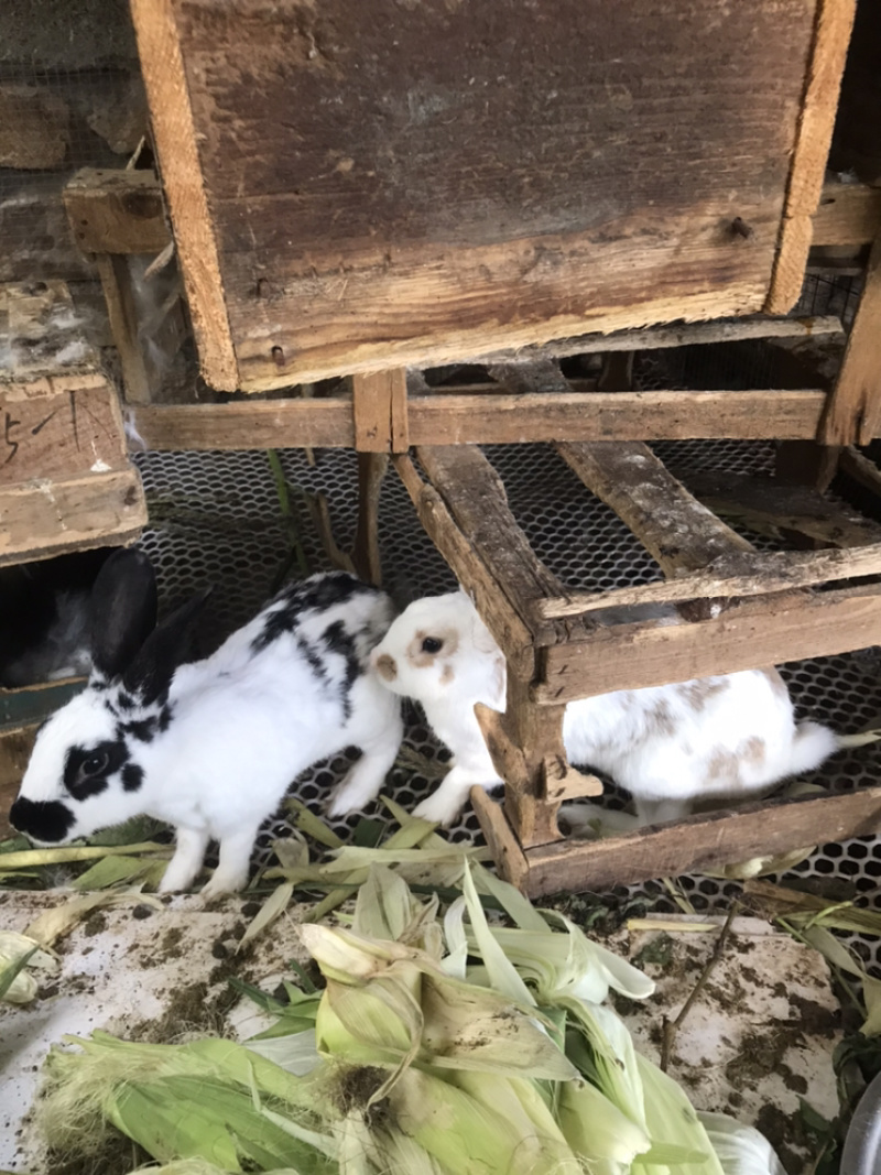 成年兔肉兔獭兔宠物兔