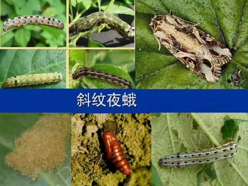 乐无虫10%阿维.甲氧虫酰肼水稻果树蔬菜吊丝虫夜蛾杀虫剂