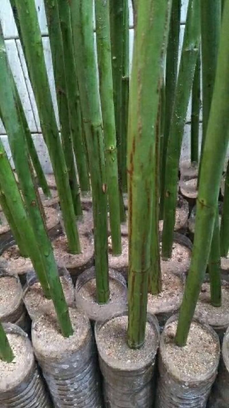 无刺蔷薇杆现剪基地直供预订中…年出十万支以上