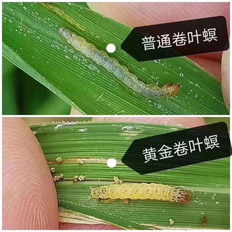 乐无虫10%阿维.甲氧虫酰肼水稻果树蔬菜吊丝虫夜蛾杀虫剂