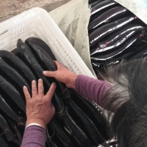 大龙长茄新鲜采摘产地直供品质保证欢迎选购
