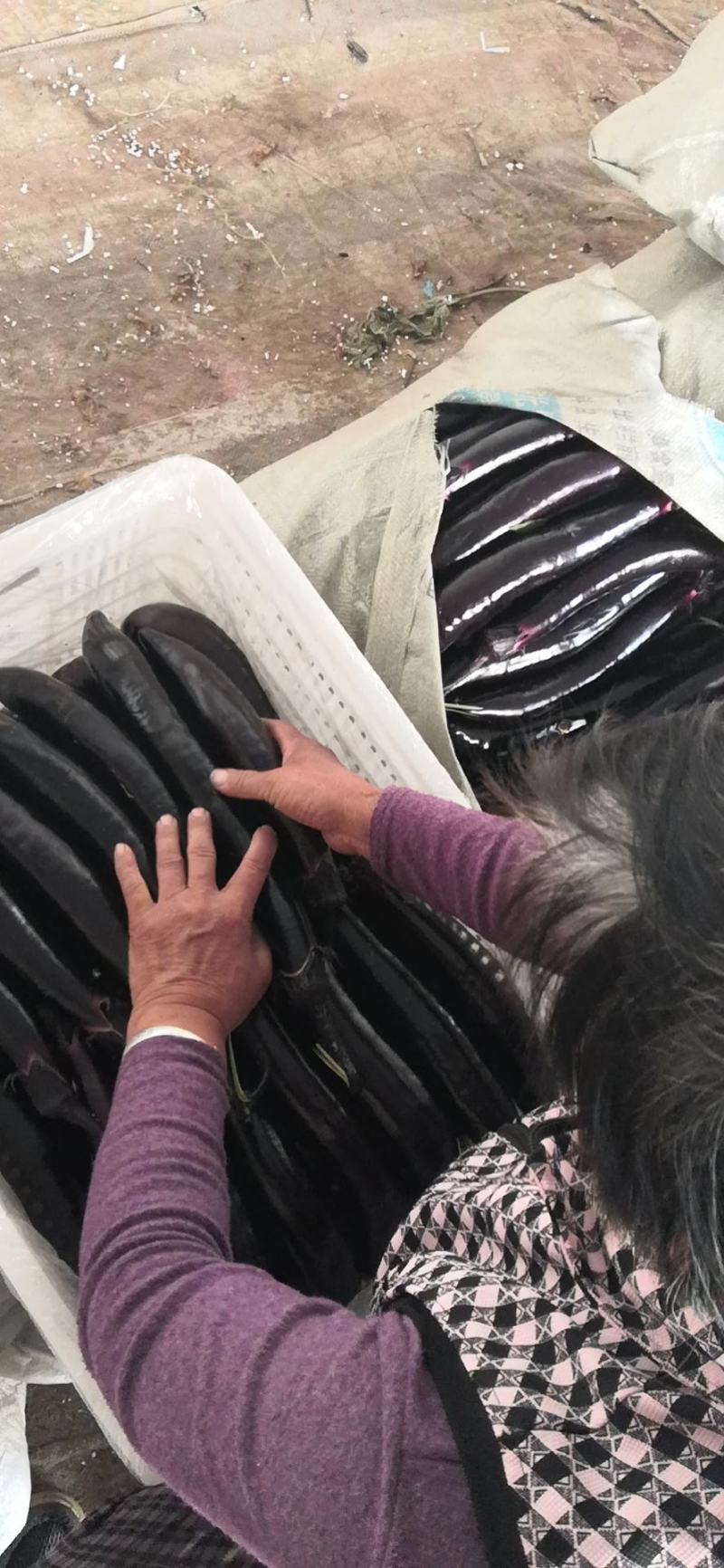 大龙长茄新鲜采摘产地直供品质保证欢迎选购