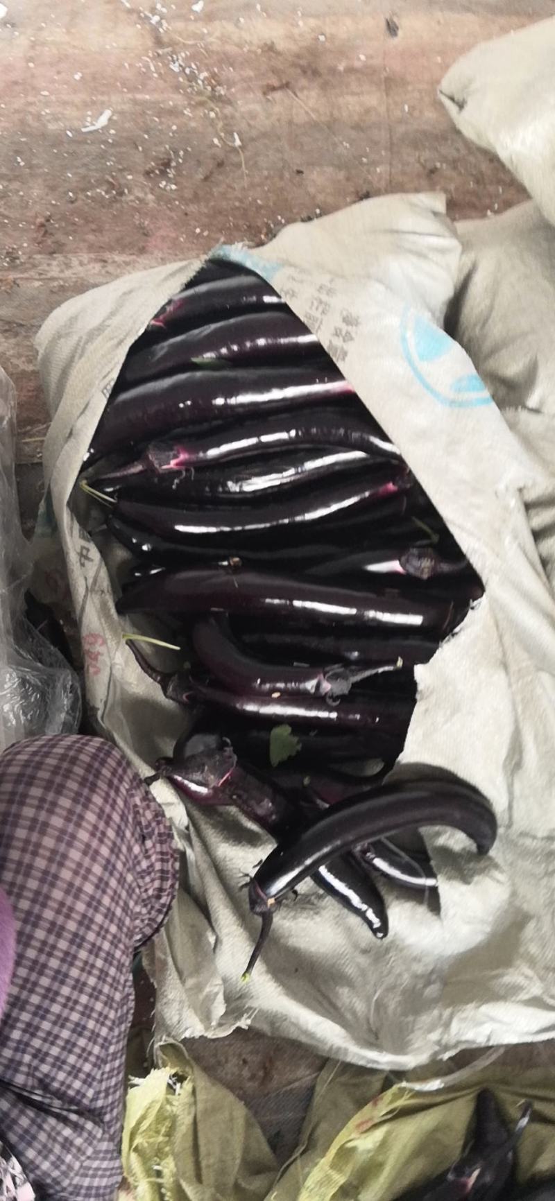 大龙长茄新鲜采摘产地直供品质保证欢迎选购