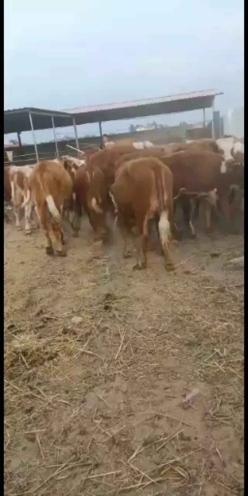 西门塔尔牛品种保证质量货到付款价格优惠