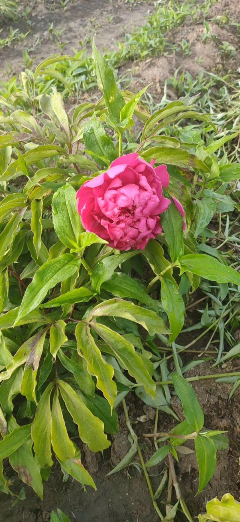芍药单瓣重瓣。观赏芍药