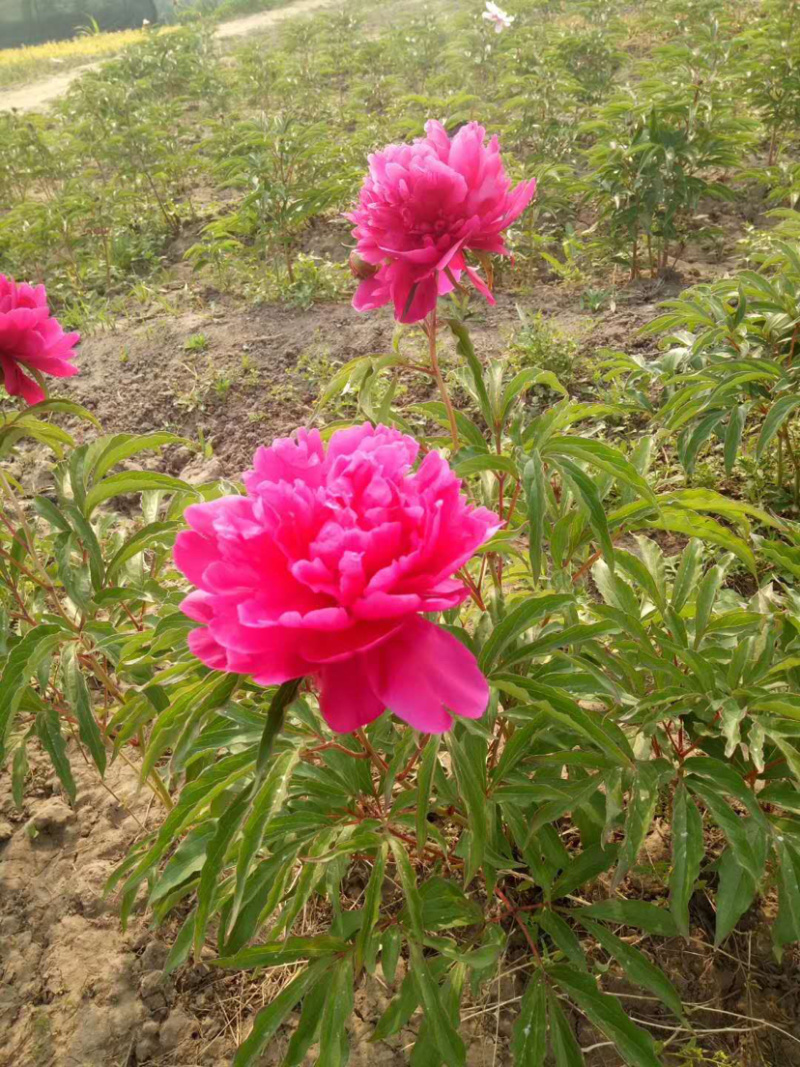芍药单瓣重瓣。观赏芍药