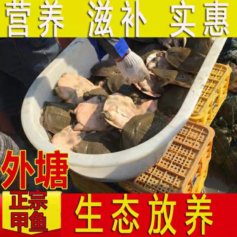 5到8年外塘老甲鱼，正宗甲鱼，中华甲鱼、自家农场直接发货
