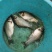 鲫鱼苗成品销售