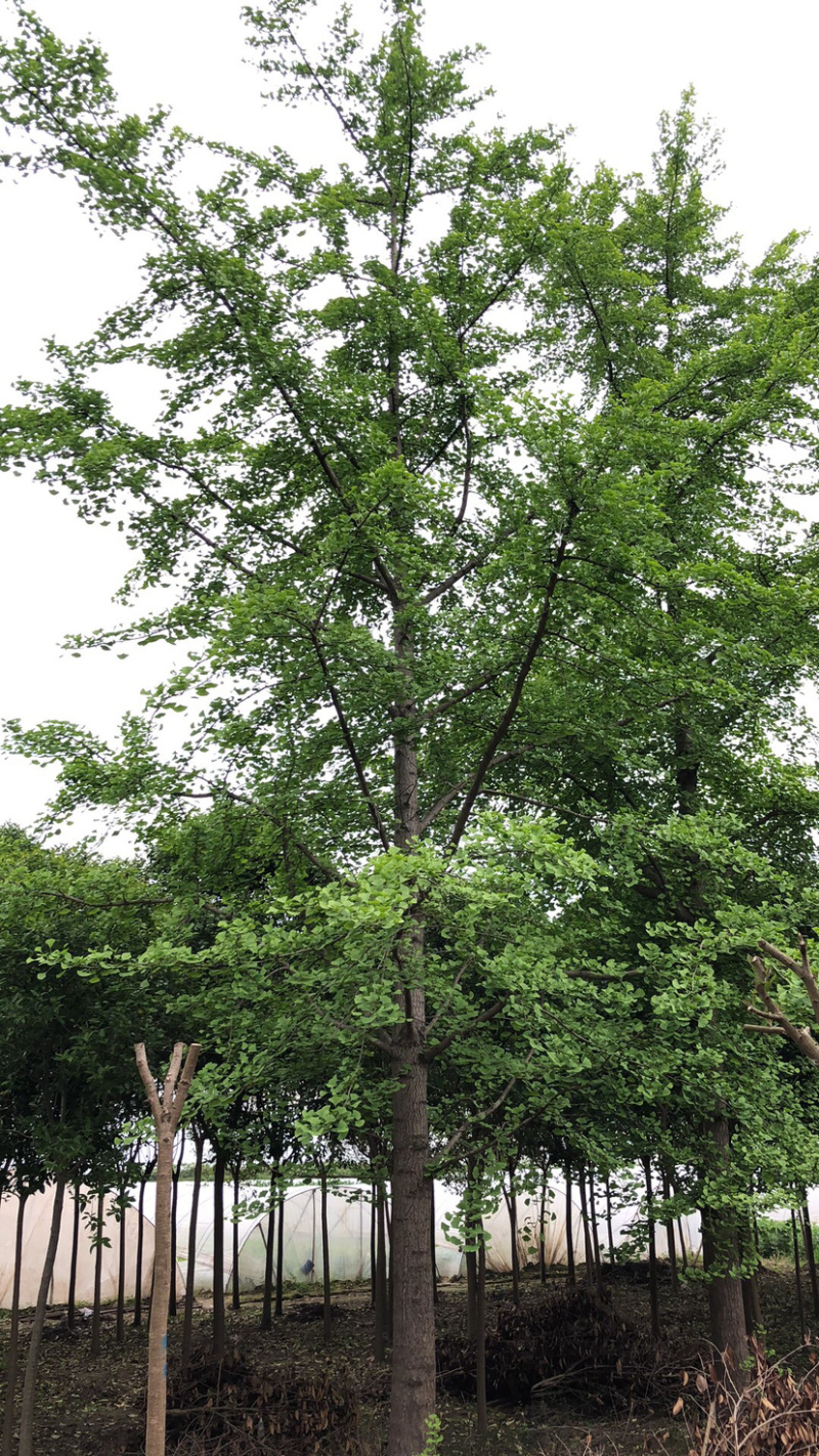 银杏树，嫁接银杏，实生银杏基地直销、规格齐全。