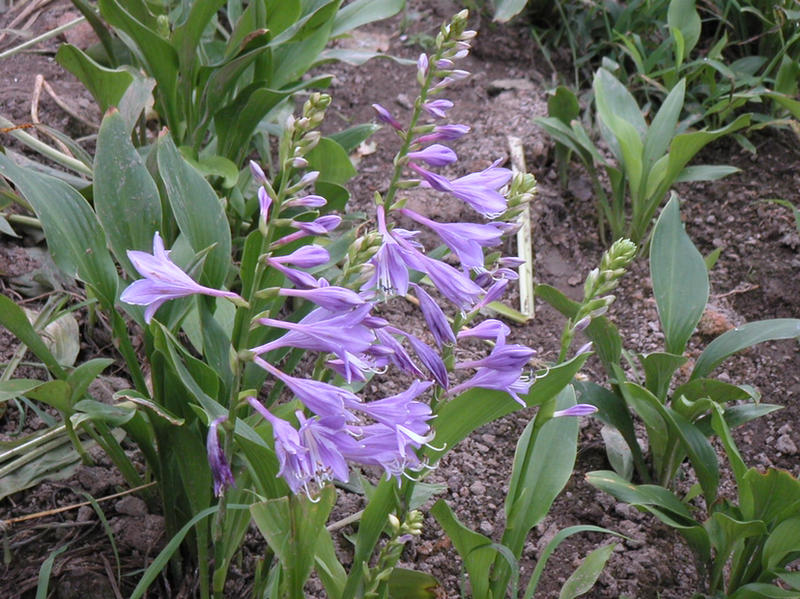 紫玉簪。裸根